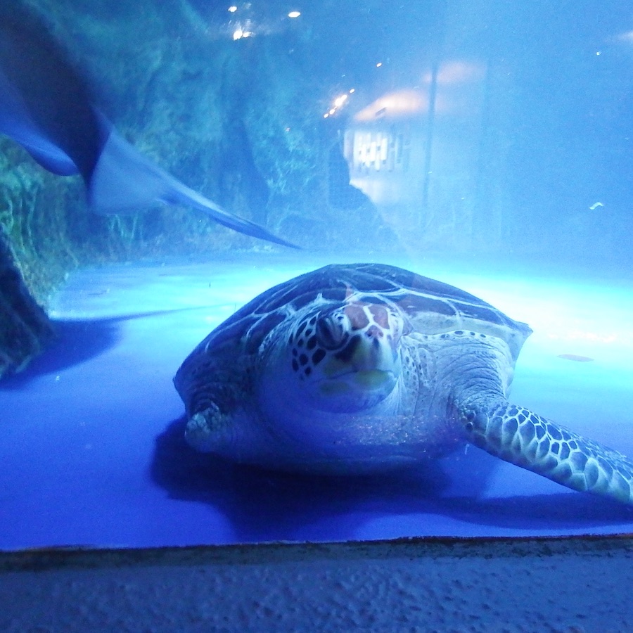 %e3%81%9f%e3%82%8d%e3%81%86%ef%bc%91