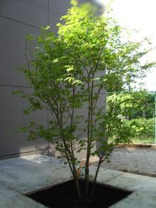 %e3%82%ab%e3%82%a8%e3%83%87